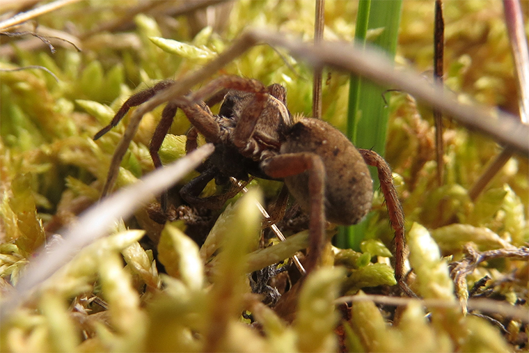Closeup of big brown spider in twiggy vegetation.
