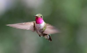 Hummingbirds see colors we can only imagine - EarthSky