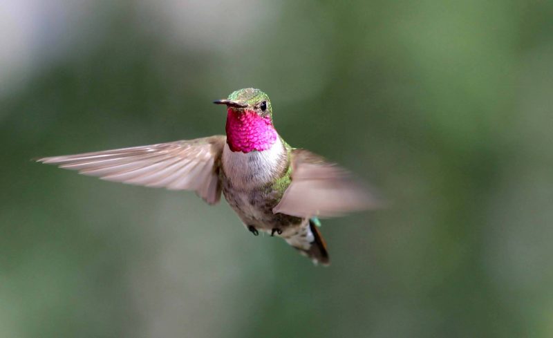 Small bird with green cap and gleaming red throat, with wings blurred from their fast motion.