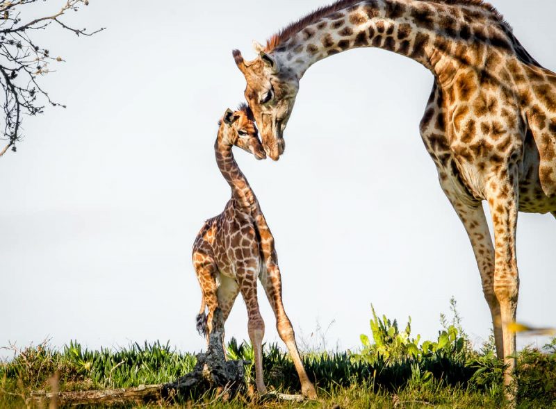 A mother giraffe touching heads with a small juvenile giraffe.