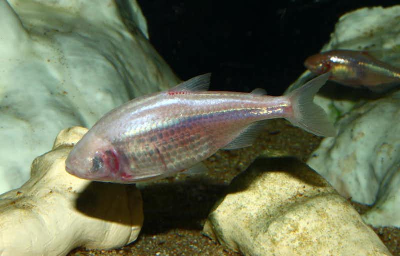 A small pinkish silver fish.