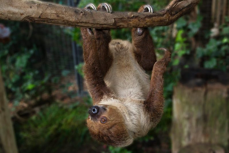 A furry animal suspended belly upward from a branch using big claws to grip it.