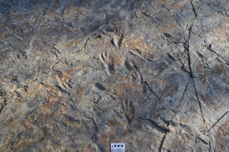 stone surface with imprinted v-shaped footprints with distinct heels and three or four long toes.