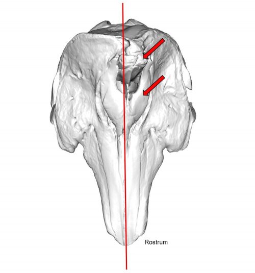 Graphic of a whale skull with a red line running down the center and two red arrows on the right side.