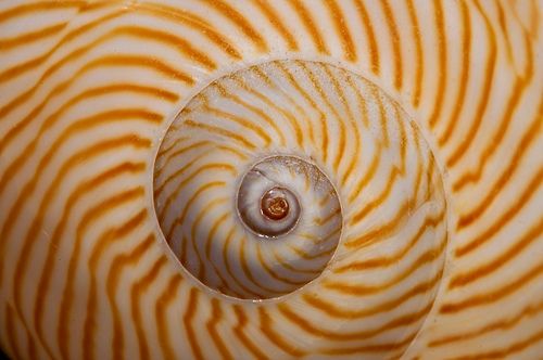 Spiral pattern in shell with brown on white radiating lines.