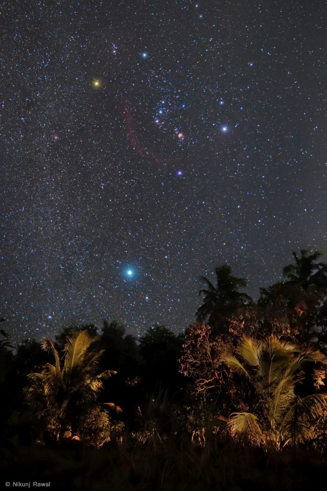 Palm trees under a starry sky, including Orion and a bright dot above the trees, Sirius.