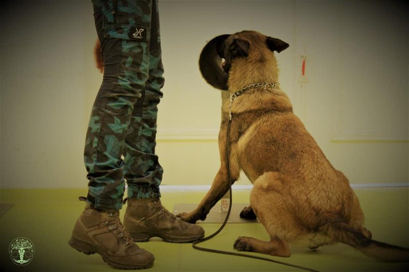 Camo-clad legs next to a seated brown dog sniffing at a round black thing.
