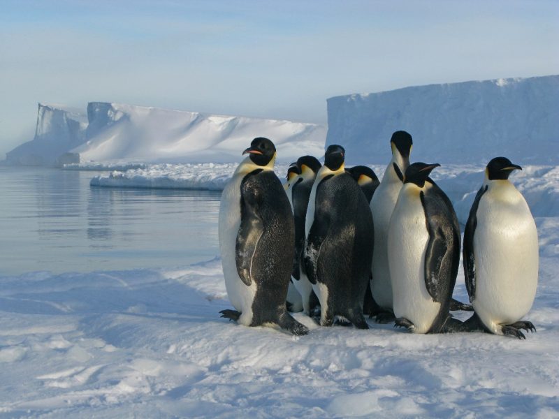 A group of penguins huddled together on the ice near open water, with ice cliffs in background.
