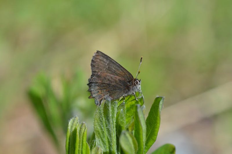 A gray butterfly on green leaves.