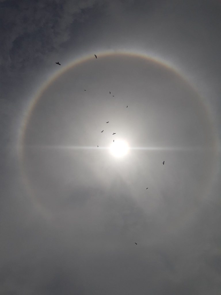 A halo around the sun, with birds flying in the foreground.