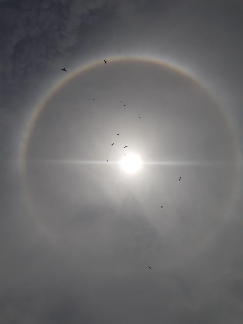 A halo around the sun, with birds flying in the foreground.