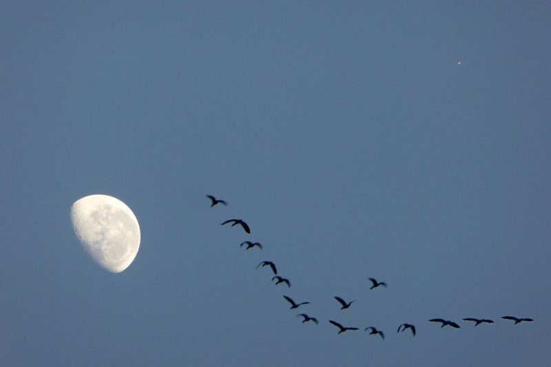 Large gibbous moon, tiny red dot for Mars, ducks flying in a V.