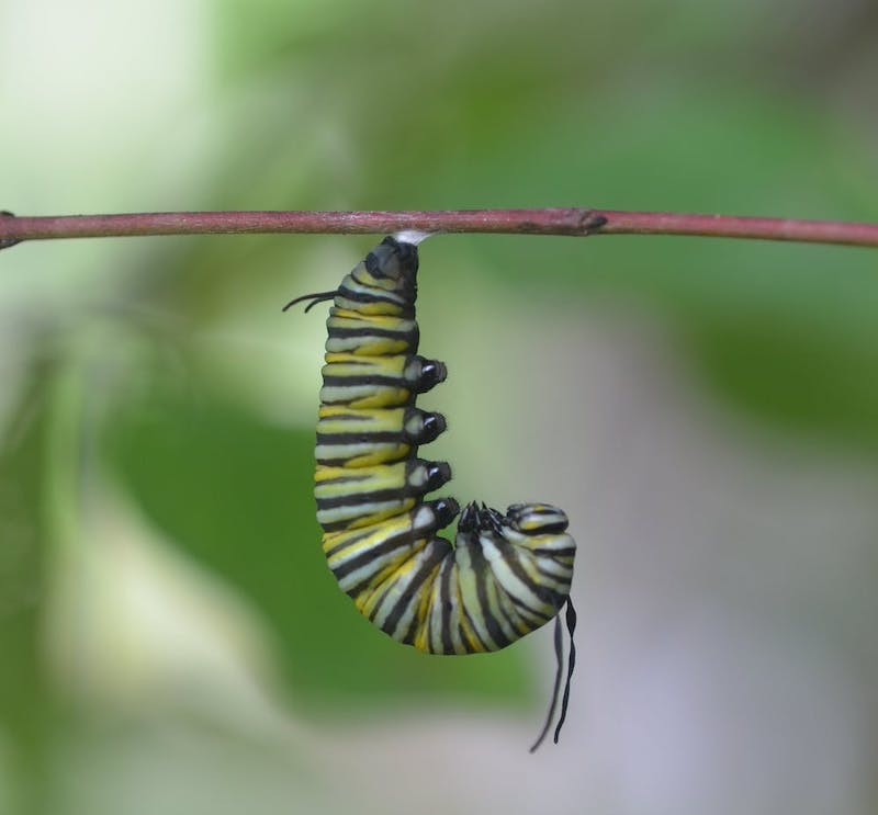 Green, yellow, and black striped hairless caterpillar hanging from a stick.