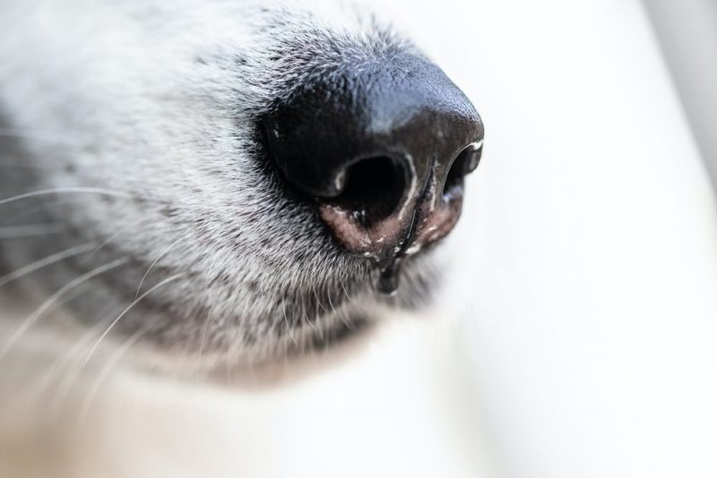 Muzzle of a white dog, closeup on its nose.