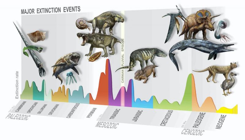 A graph of geologic time with pictures of different species from ammonite to dodo above the different eras.