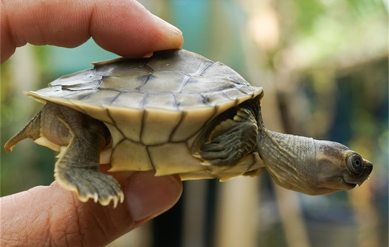 Little 2 or 3-inch hatchling turtle held between someone's finger and thumb.