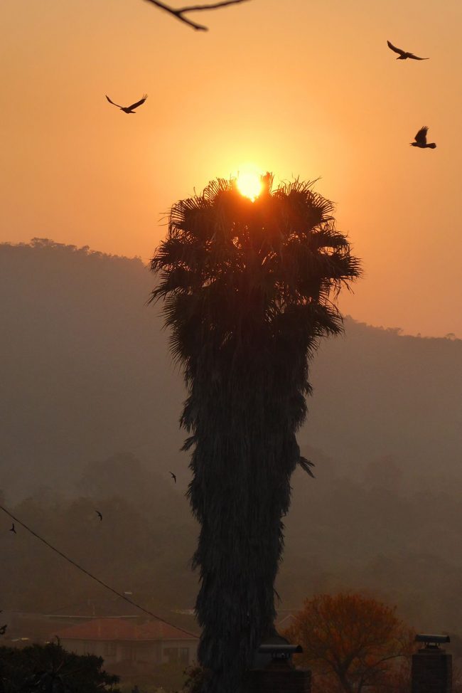 Sunrise, flying birds, sun peeking out over very top of palm tree.