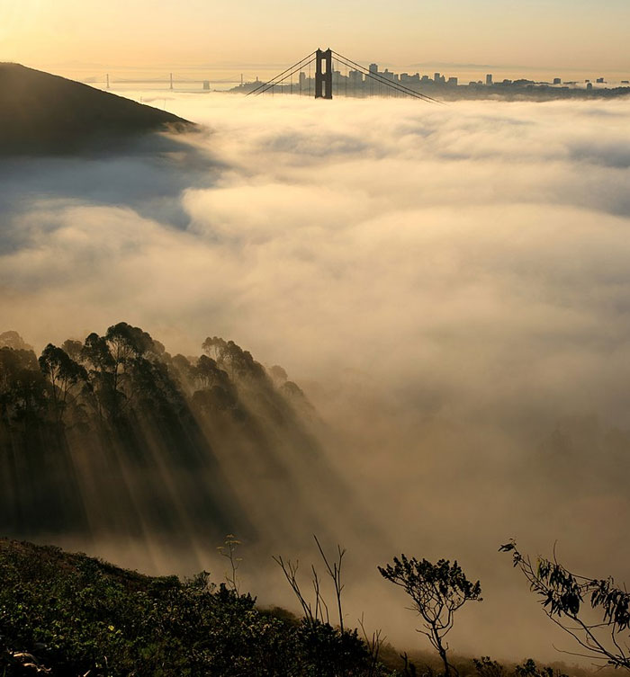 Sea of fog with top of bridge visible and sun rays through trees at bottom of image.