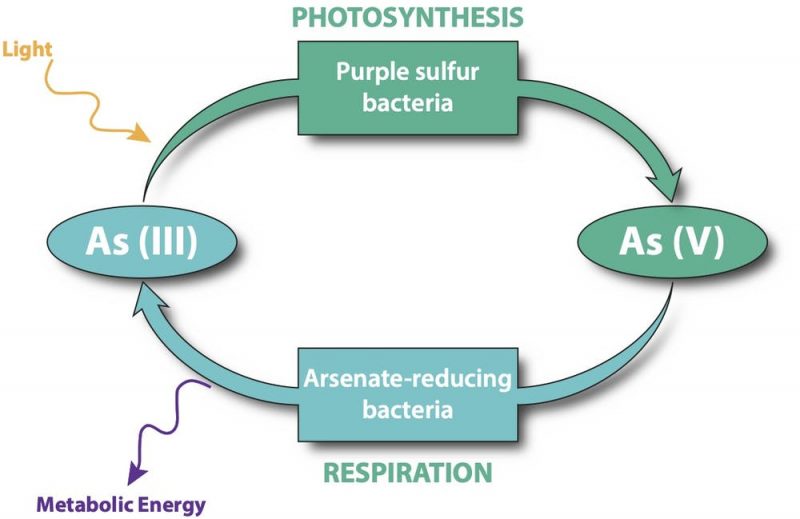 Diagram of respiration cycle with two kinds of bacteria and arsenic byproducts labeled.