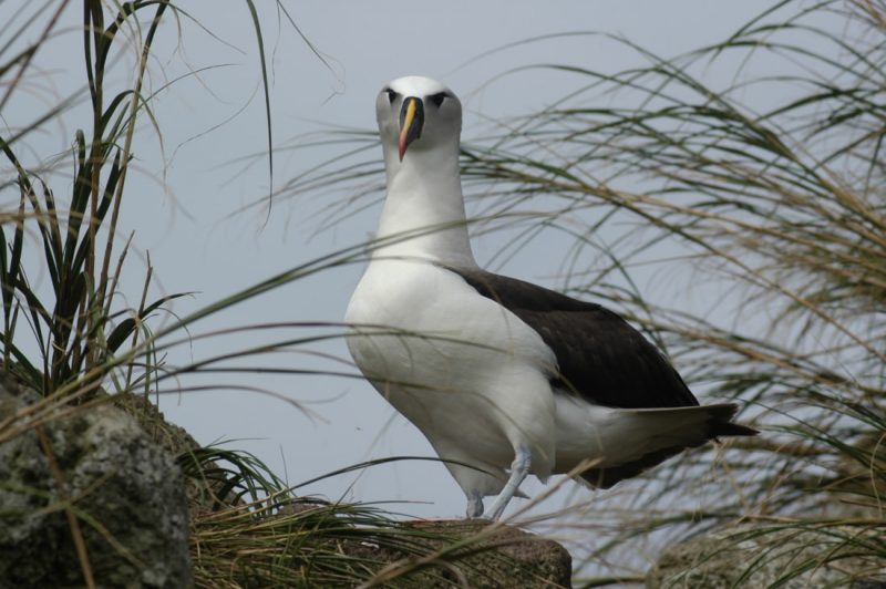 White seabird with black wings and yellow beak standing on a grassy rock.