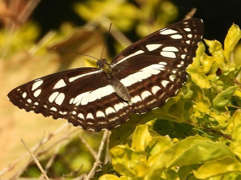 Deep brown butterfly with wide pale yellow stripes on outstretched wings.