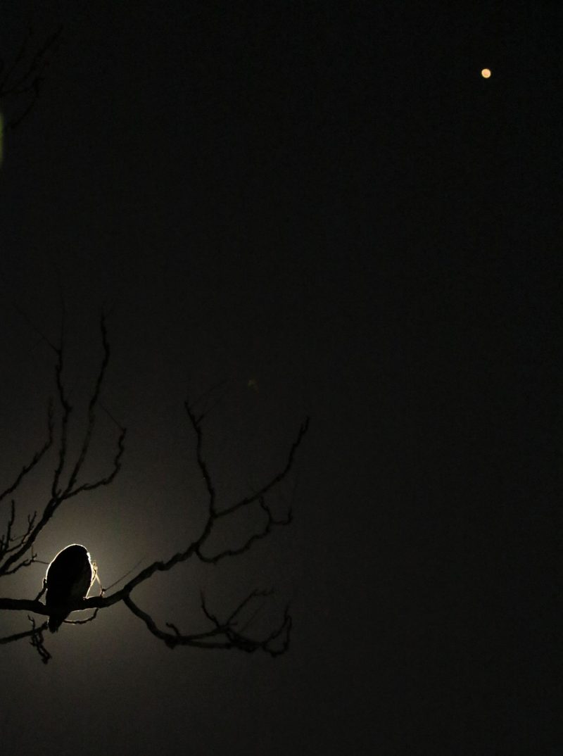An owl in a bare tree, with moonlight behind it, and reddish dot in the upper right.