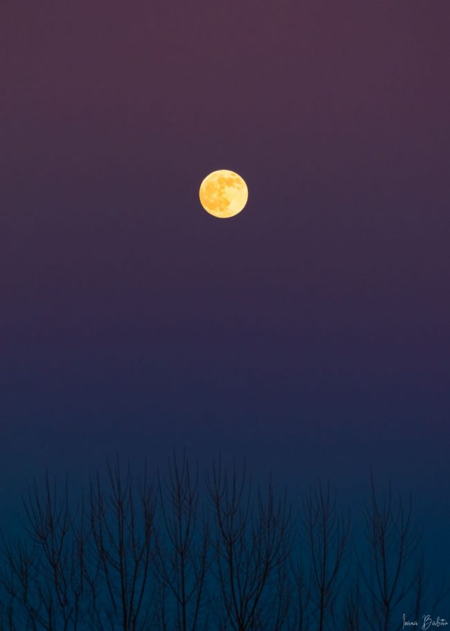 Full yellow moon in sky fading from deep blue to purple, above bare trees.