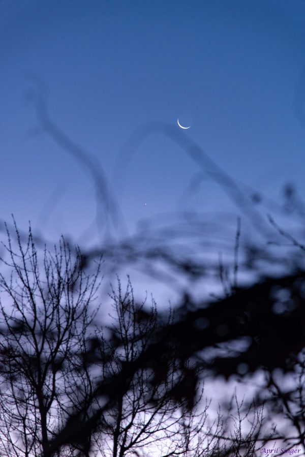 Thin crescent moon through out-of-focus branches.