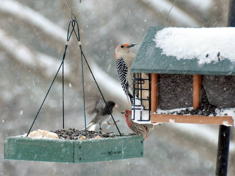 A feeder has a black and grey bird and red and brown bird. Nearby a suet feeder mounted on another feeder shows a red-bellied woodpecker.