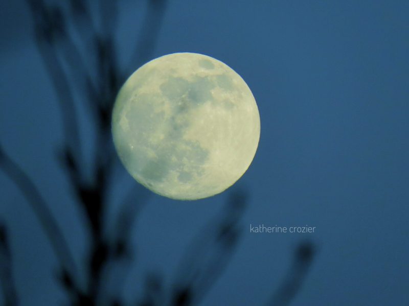 An almost full moon, behind bare tree branches.