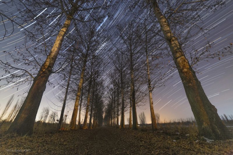 Perspective view of tree-lined path below hundreds of bright concentric lines in the sky.