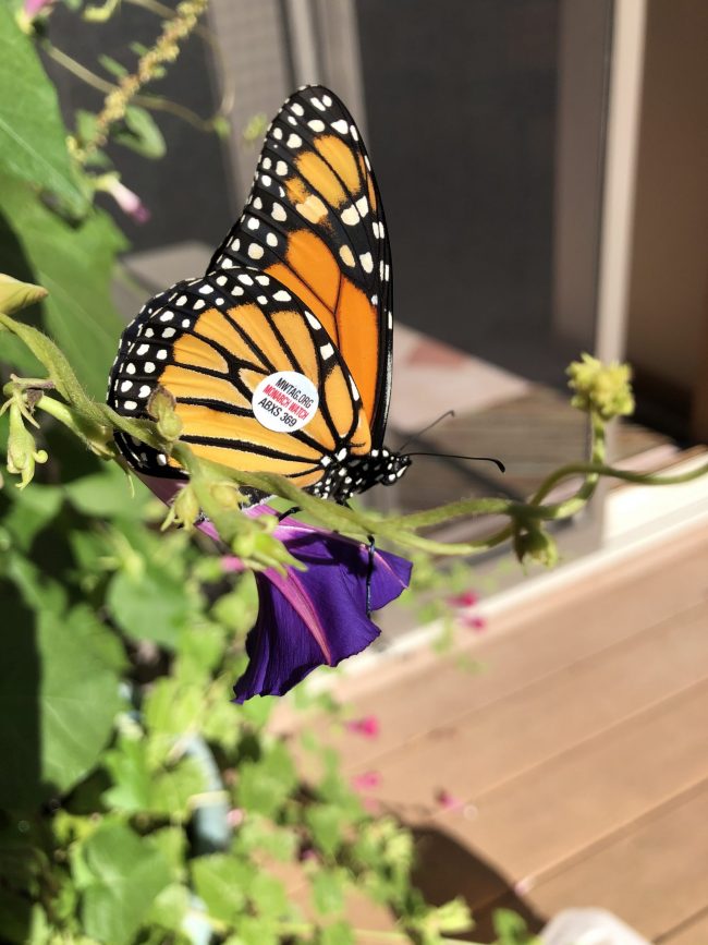 Orange and black butterfly with a small round sticker on its wing.