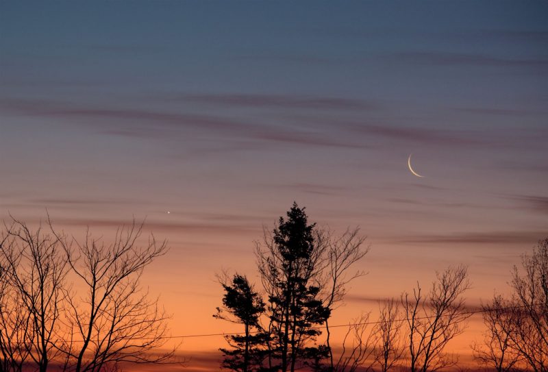 Venus and crescent moon over sparse bare trees in pink-yellow sunrise.
