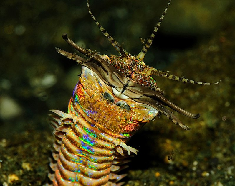 Multi-colored, segmented head of a worm.