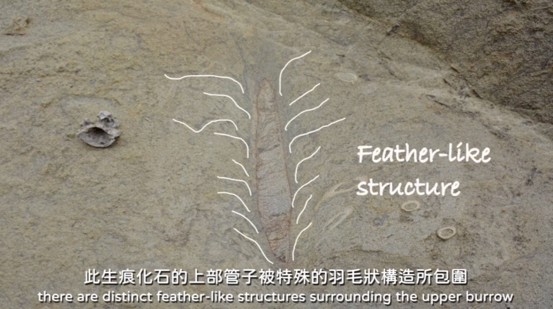 A burrow-like structure in rock, with featherlike markings annotated.