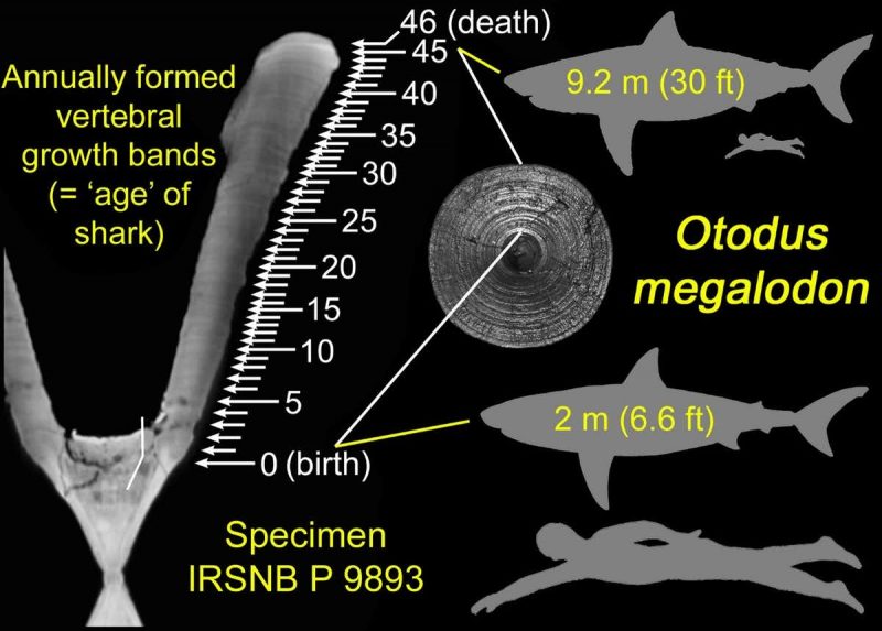 Chart showing growth rings in spinal bones, and sizes of human, shark, and megalodon baby.