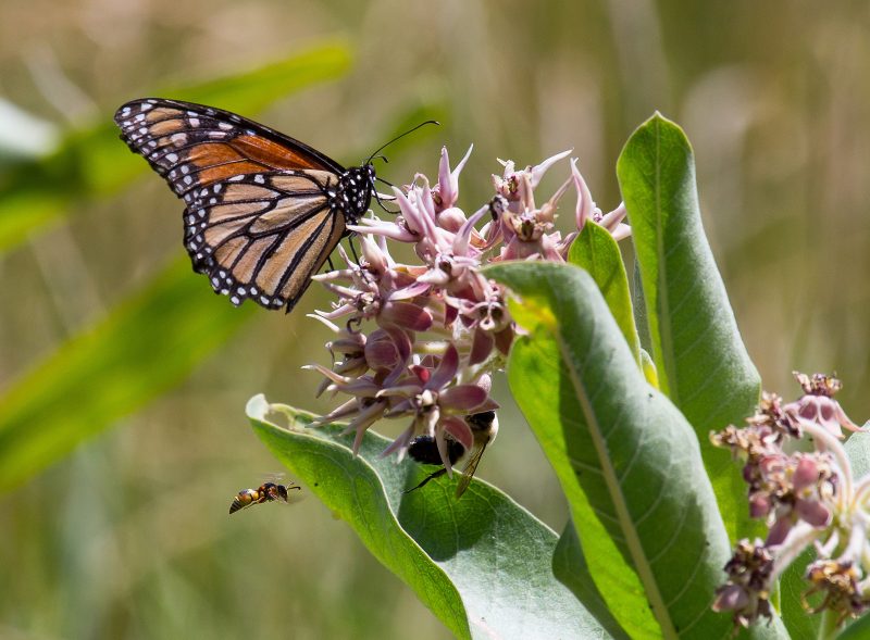 Butterfly with orange, black, and white wings sitting on pink flower head.