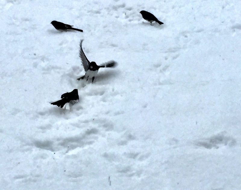 A small black and white bird with wings spread threatens a bird crouching in snow.