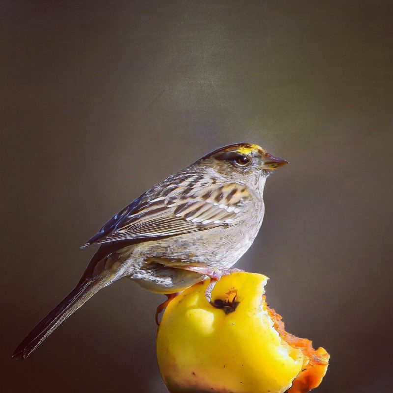 Small bird with yellow on top of its head on a partly-eaten yellow apple.