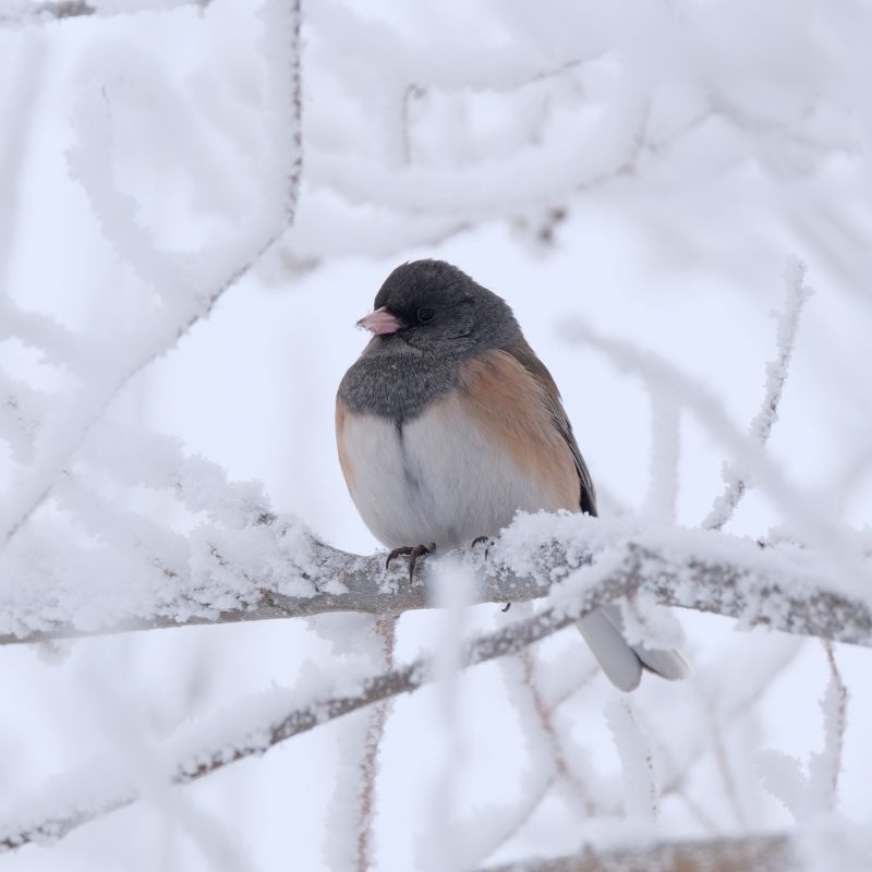 Small bird with dark head and back, light underside, perched on a bare twig in snow.