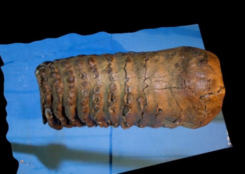 Un diente marrón viejo gigante, con protuberancias a través de él, sobre un fondo azul.