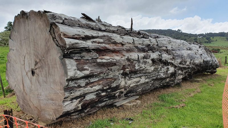 Giant log laying on green grass.