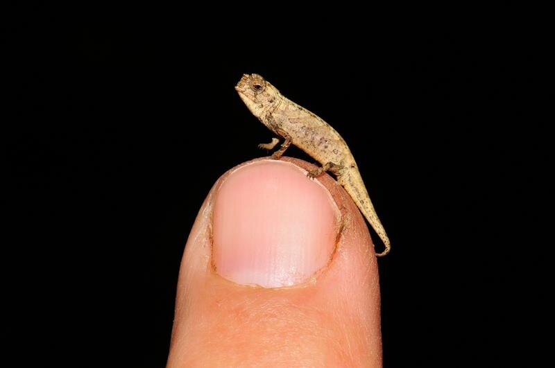 Tiny chameleon perched on a fingertip.