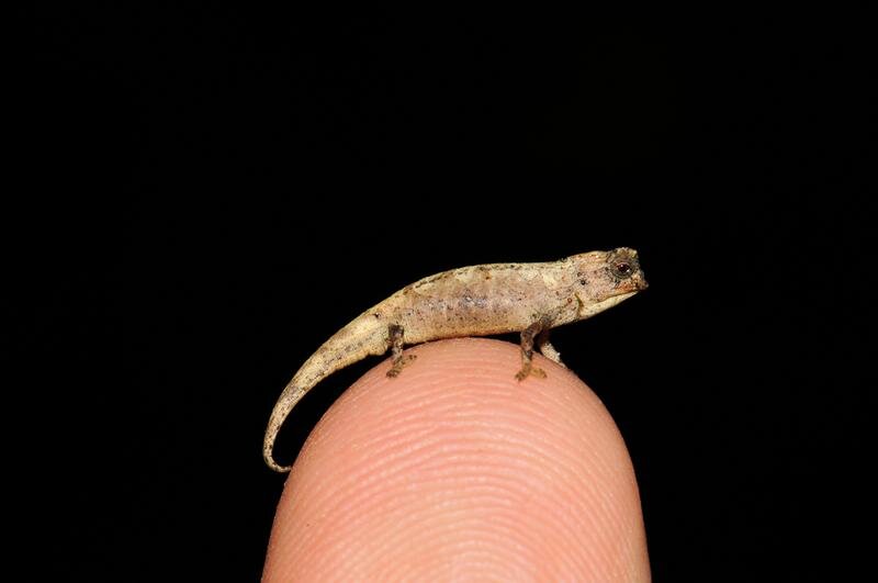 Magnified image of tiny lizard perched on a fingertip.