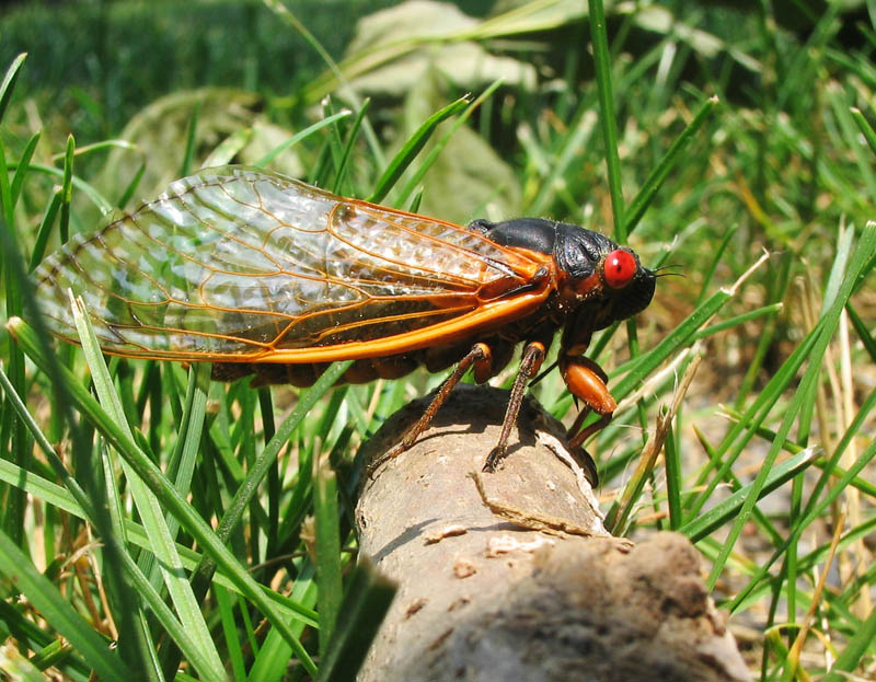 Shiny black bug with long clear wings and big red eyes.