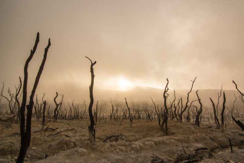 Dry soil and dead trees with blowing sand.