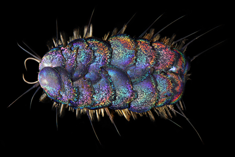 A shiny, sparkly, multicolored oval creature with overlapping segments.