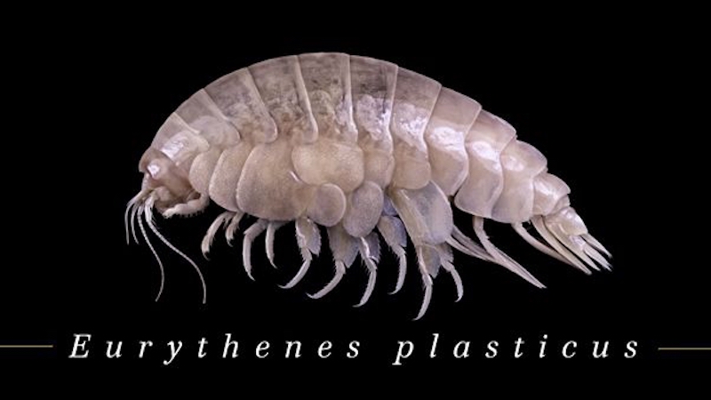 A white flea-like creature with many overlapping plates and legs, and feelers at one end.