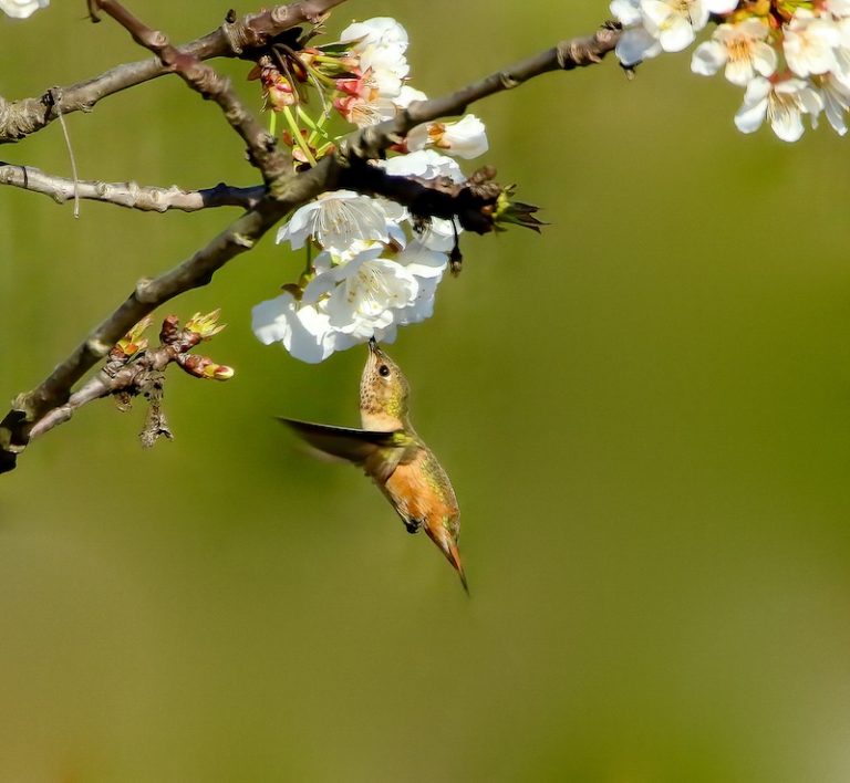 Hummingbird having a spring meal | Today's Image | EarthSky