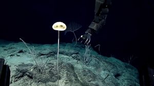 Top 10 new marine species | EarthSky.org